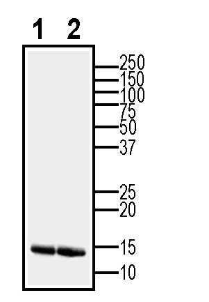 Western blot analysis using GDNF Positive Control