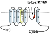 immunogen
