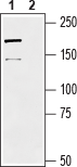 Western blot analysis of rat DRG lysate:
