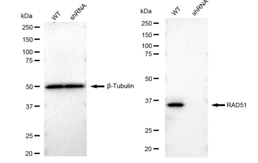 KVAb01729