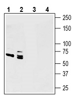 Western blot analysis of human U-87 MG glioblastoma cell line lysates (lanes 1 and 3) and human PANC-1 pancreas ductal adenocarcinoma cell line lysates (lanes 2 and 4):