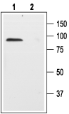 Western blot analysis of rat brain membranes: