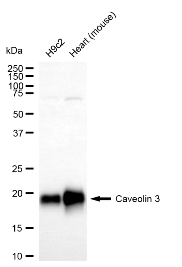 KVAb01635