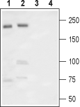 Western blot analysis of rat brain (lanes 1 and 3) and rat DRG (lanes 2 and 4) lysates: