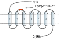 immunogen