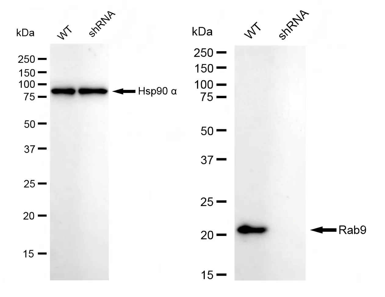 KVAb01817