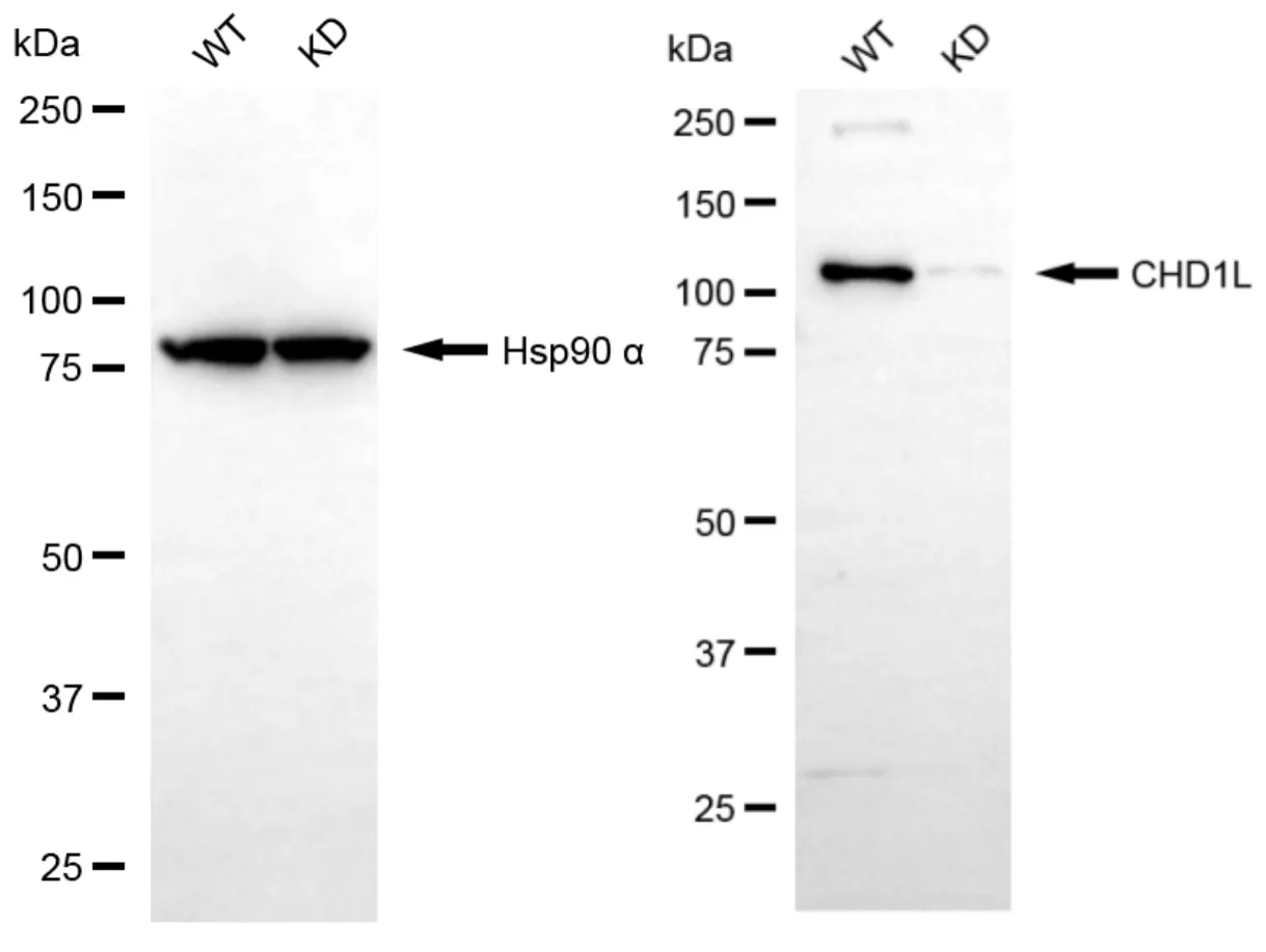 KVAb01660