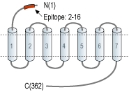 immunogen