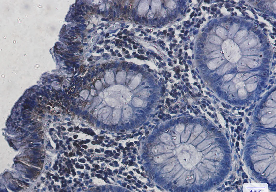 AMRe02119