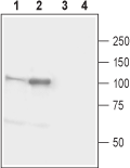 Western blot analysis of mouse (lanes 1 and 3) and rat (lanes 2 and 4) brain lysates :