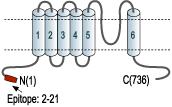 immunogen