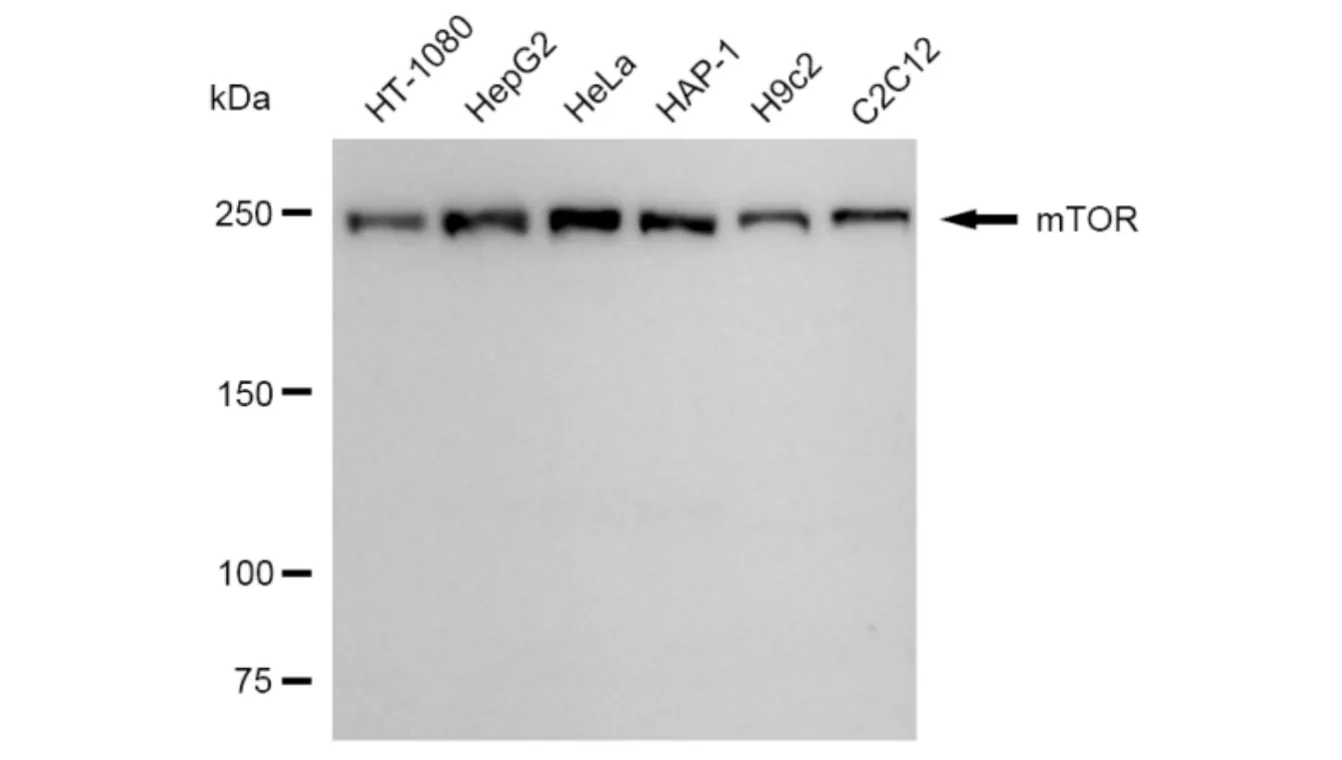 KVAb00808