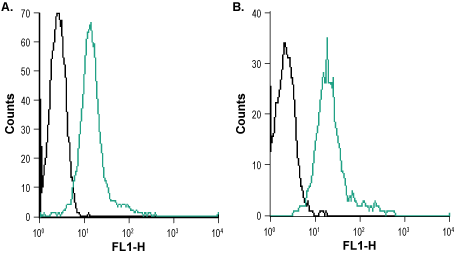 Cell surface detection of CXCR7 in human HL-60 (A) and human Raji (B) living intact cells: