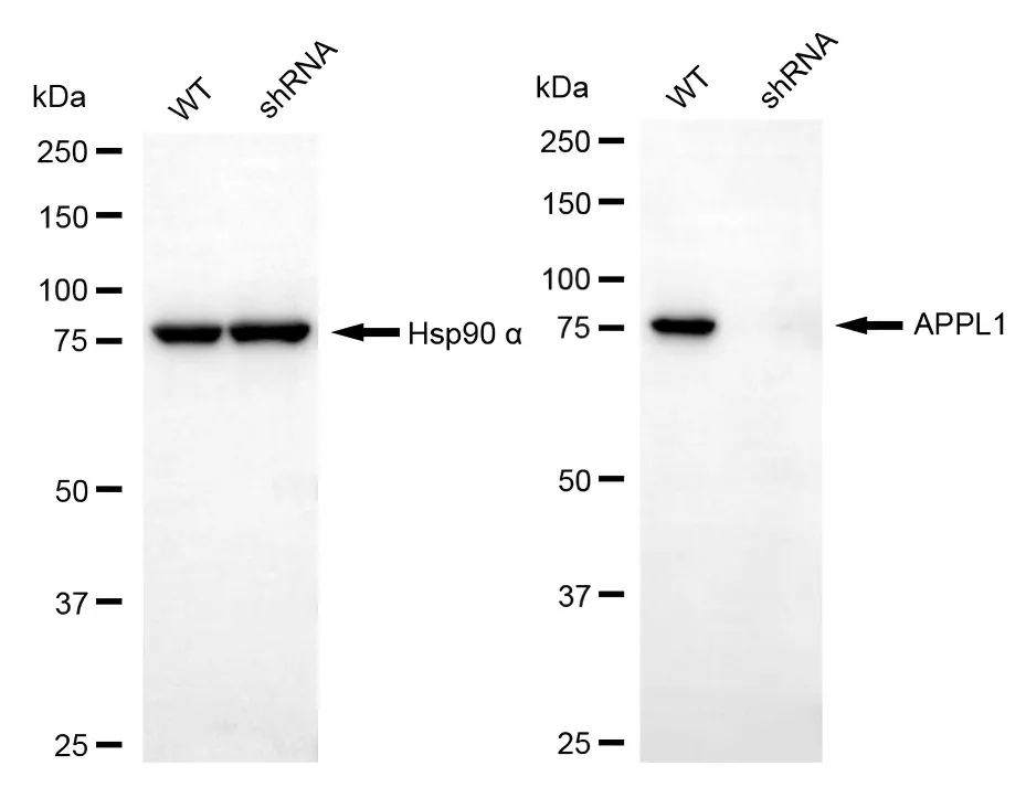 KVAb01926