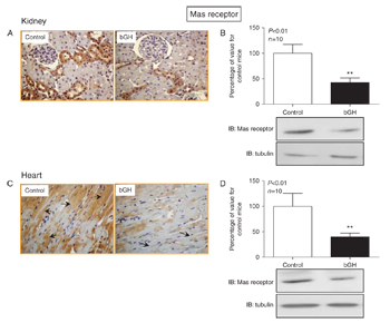 Expression of Angiotensin-(1-7) Mas Receptor in mouse heart and kidney.