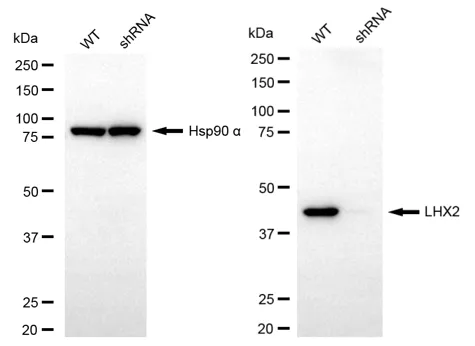 KVAb01833