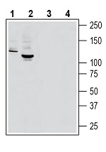 Western blot analysis of rat brain lysate (lanes 1 and 3) and mouse brain lysate (lanes 2 and 4):