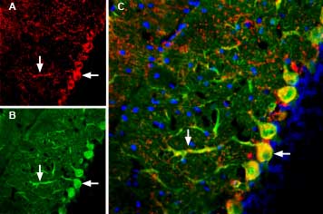 Expression of GluR3 (GluA3) in mouse brain