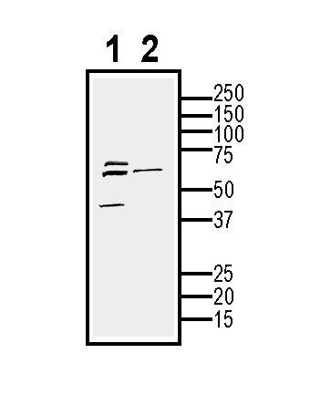 Western blot analysis of mouse BV-2 cell line lysate (lane 1) and BV-2-derived purified exosomes (lane 2):