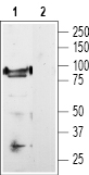 Western blot analysis of rat DRG lysate: