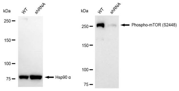 KVAb00999