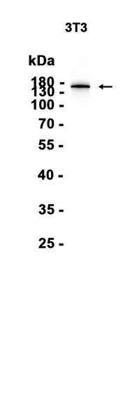 AMRe86769