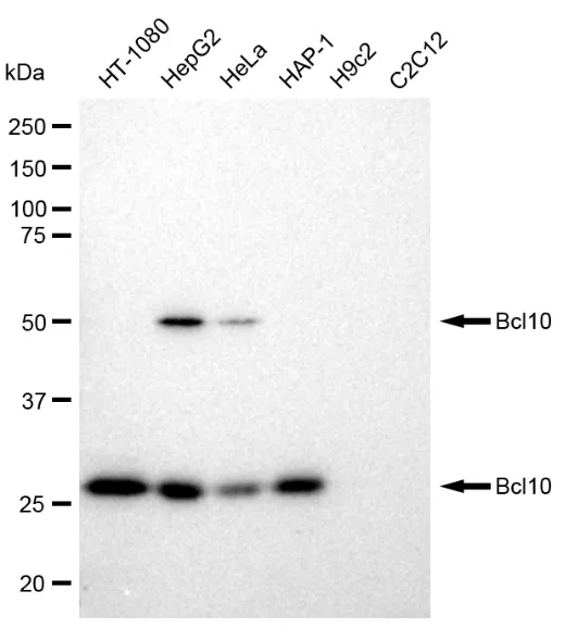 KVAb01576