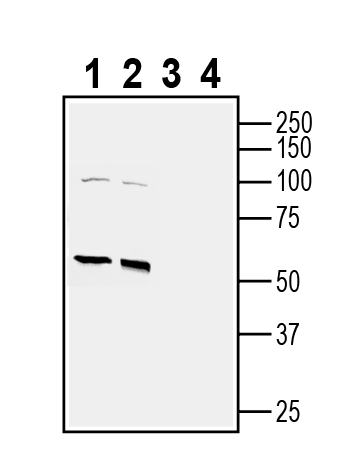 Western blot analysis of rat brain membranes (lanes 1 and 3) and mouse brain membranes (lanes 2 and 4):