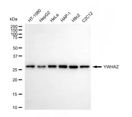 KVAb01921