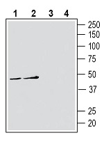 Western blot analysis of human Jurkat T-cell leukemia cell line lysates (lanes 1 and 3) and human THP-1 monocytic leukemia cell line lysates (lanes 2 and 4):