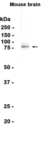 AMRe86673