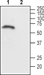 Western blot analysis of rat brain lysate: