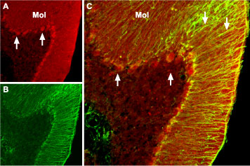Expression of BDNF in mouse cerebellum