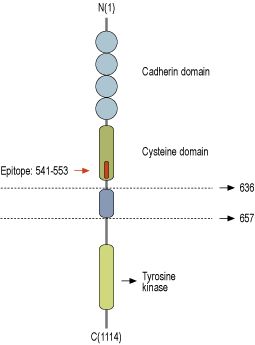 immunogen