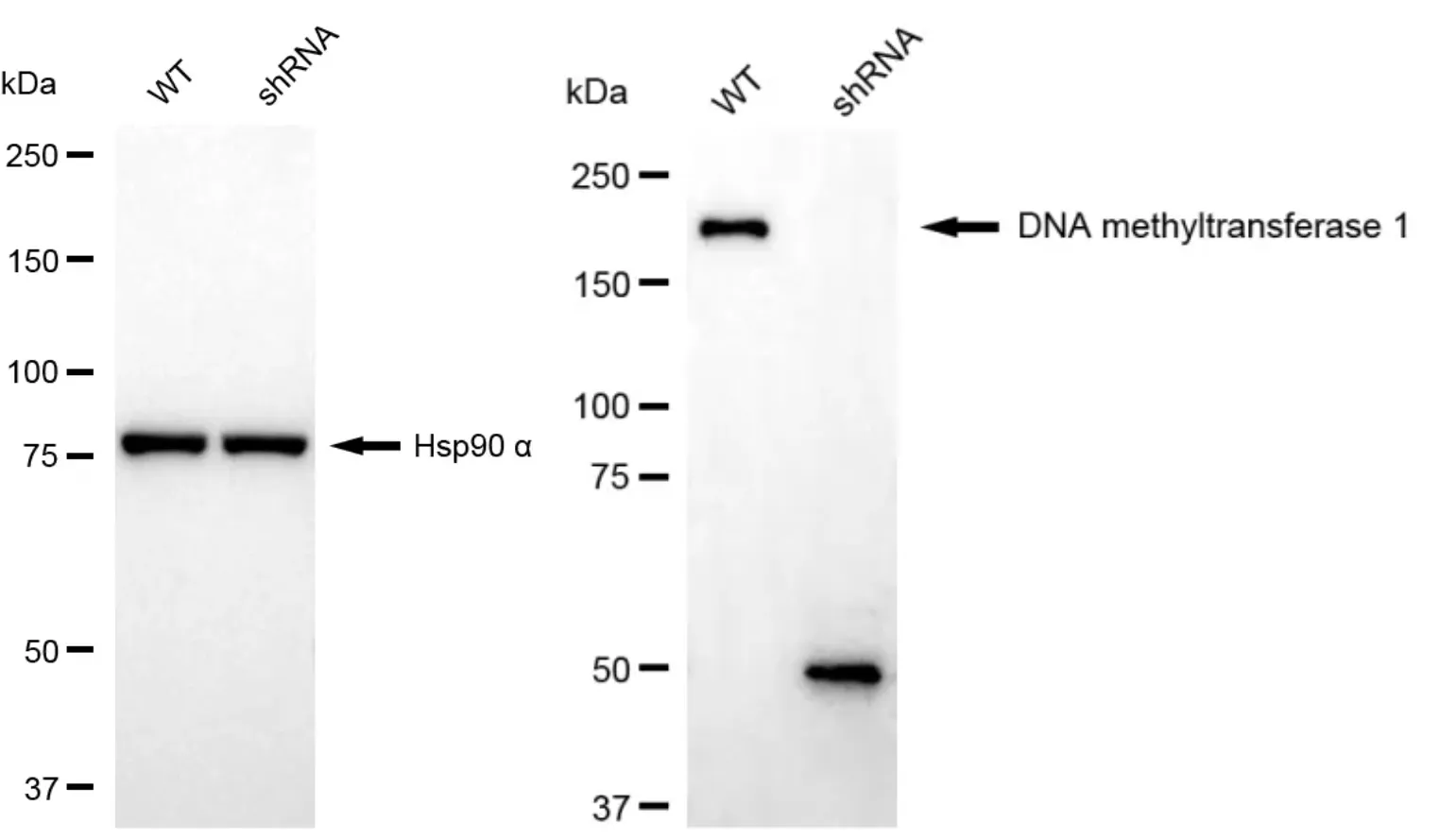 KVAb00803