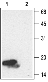 Western blot analysis of Recombinant human Neurotrophin-4 (NT-4) protein (#N-270), (10 ng):