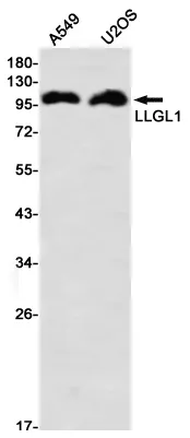 AMRe03069
