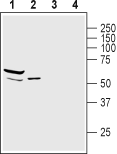 Western blot analysis of mouse heart lysate (lanes 1 and 3) and rat skeletal muscle membranes (lanes 2 and 4):