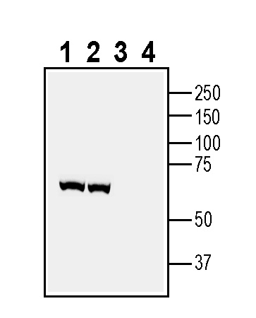 Western blot analysis of rat brain cortex lysate (lanes 1 and 3) and mouse brain lysate (lanes 2 and 4):