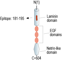 immunogen