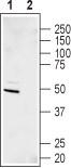 Western blot analysis of human SHSY-5Y neuroblastoma cell lysate: