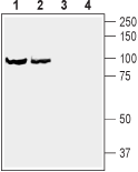 Western blot analysis of rat brain synaptosomal fraction (lanes 1 and 3) and mouse brain synaptosomal fraction (lanes 2 and 4):