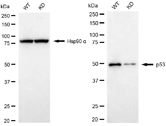 KVAb01339