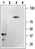 Western blot analysis of rat brain membranes (1 and 2) and human platelets (3 and 4): ​​​​​​​
