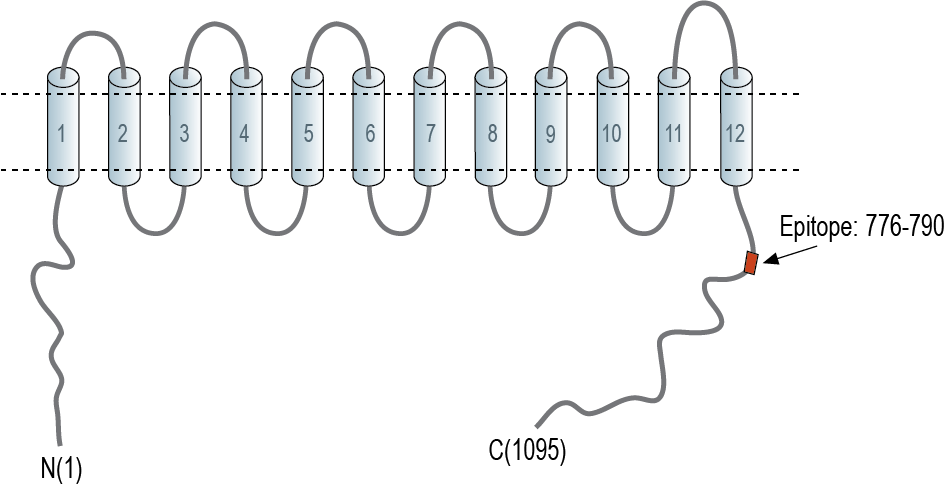 immunogen