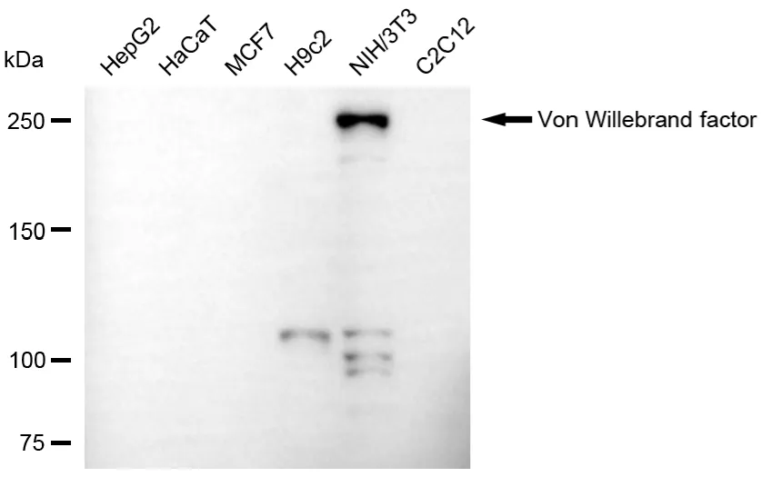 KVAb01738