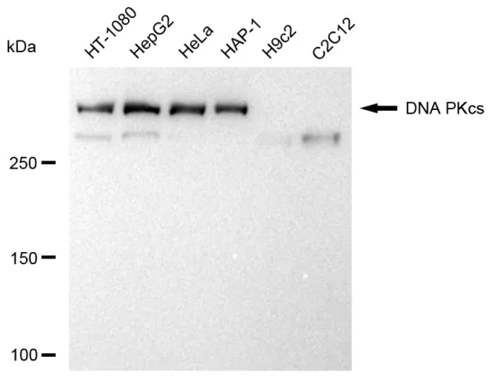 KVAb01783