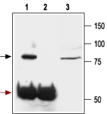 Immunoprecipitation of rat brain lysates: