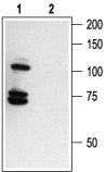 Western blot analysis of human melanoma cells A875: