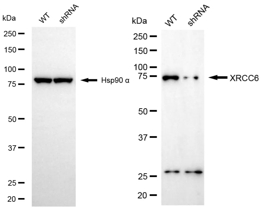 KVAb01138